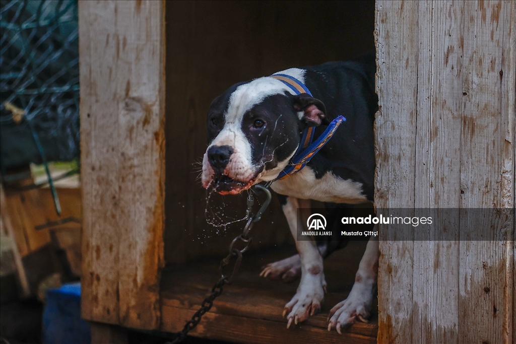 Antalya'daki hayvan barınağı "tehlikeli köpek ırkları"na yuva oldu