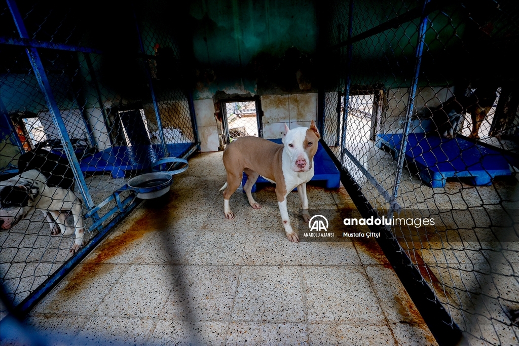 Antalya'daki hayvan barınağı "tehlikeli köpek ırkları"na yuva oldu