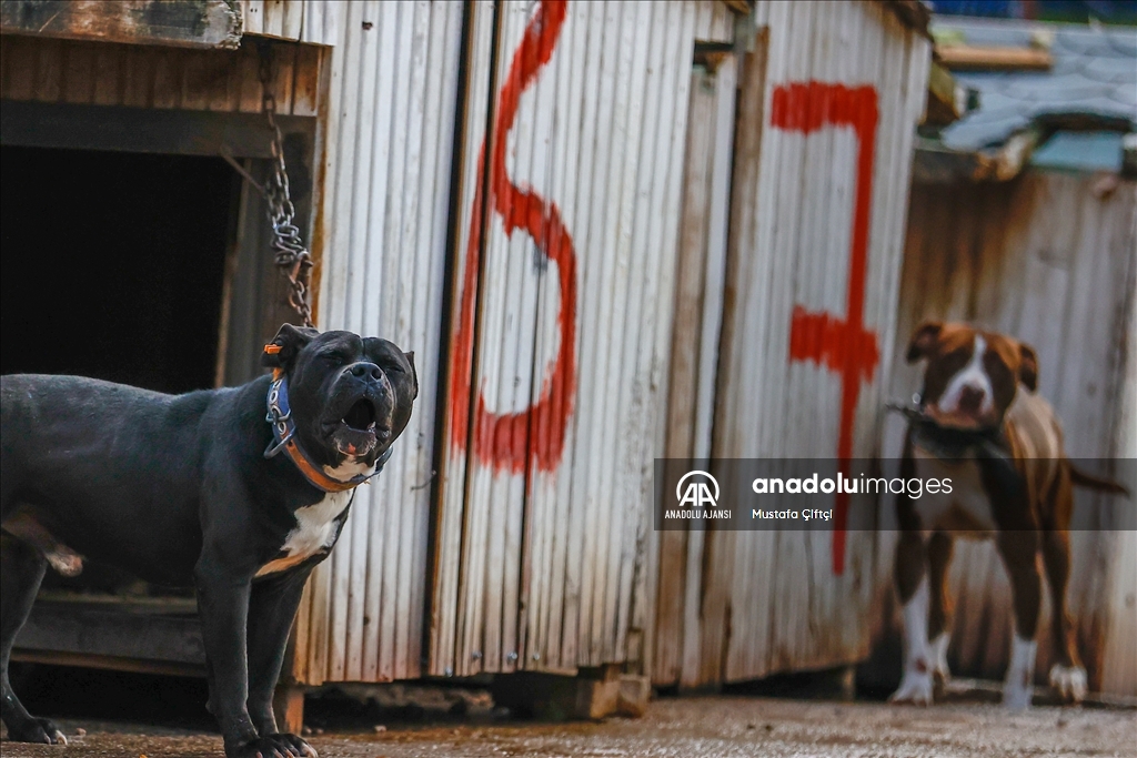 Antalya'daki hayvan barınağı "tehlikeli köpek ırkları"na yuva oldu