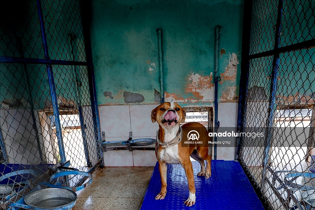 Antalya'daki hayvan barınağı "tehlikeli köpek ırkları"na yuva oldu