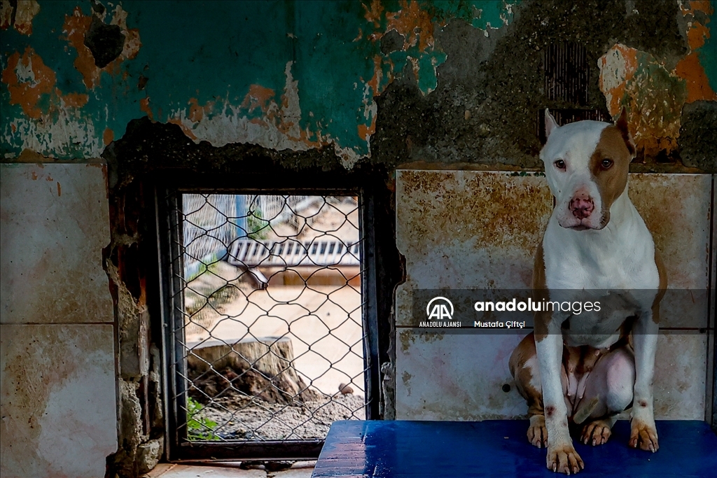 Antalya'daki hayvan barınağı "tehlikeli tür" köpeklere yuva oldu