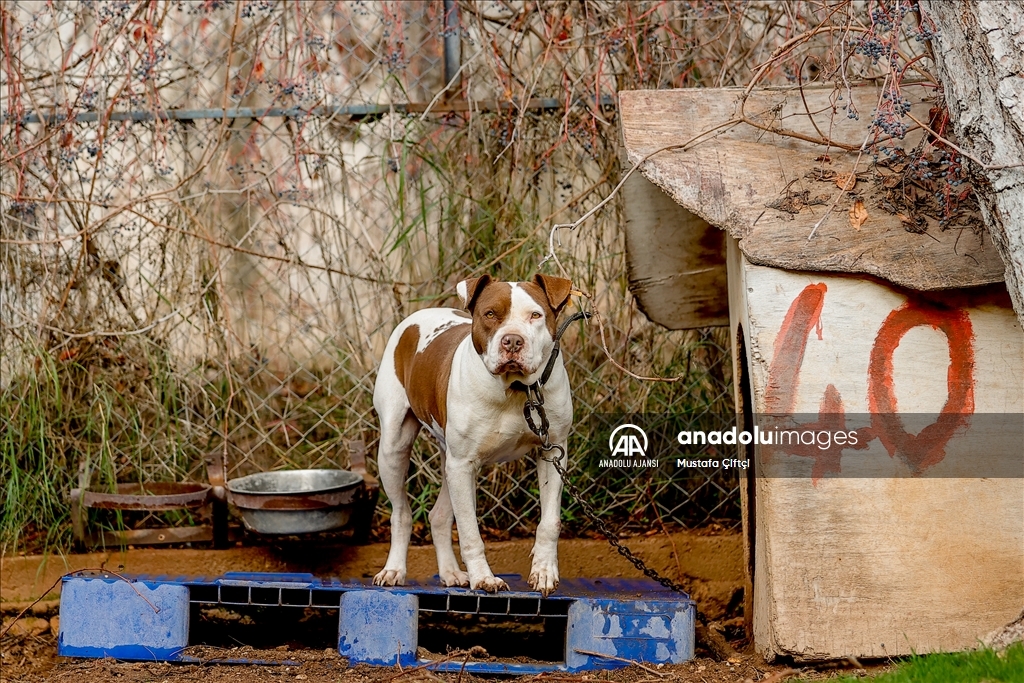 Antalya'daki hayvan barınağı "tehlikeli köpek ırkları"na yuva oldu