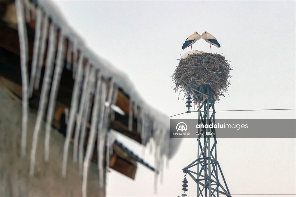 Штркови живеат во Хаќари и покрај студот во зимата