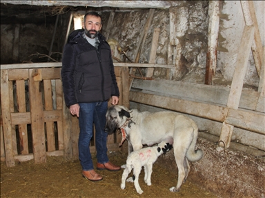 Neobičan prizor sa farme u Turskoj: Ženka psa kangala usvojila jagnje 