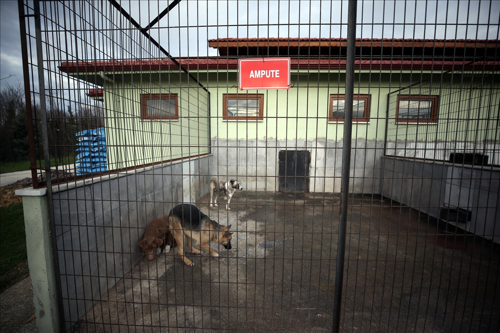Street animals in Duzce's Stray Animals Temporary Nursing Home and Rehabilitation Center