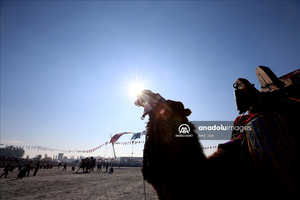 Festival Gulat Unta di Aydin