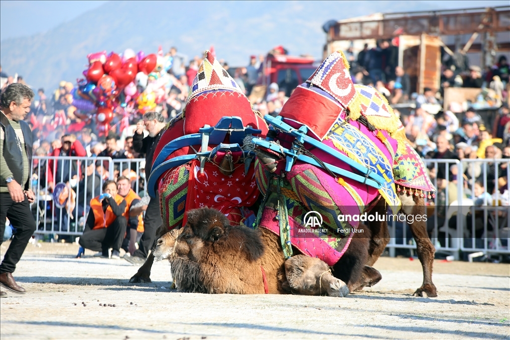 Festival Gulat Unta di Aydin