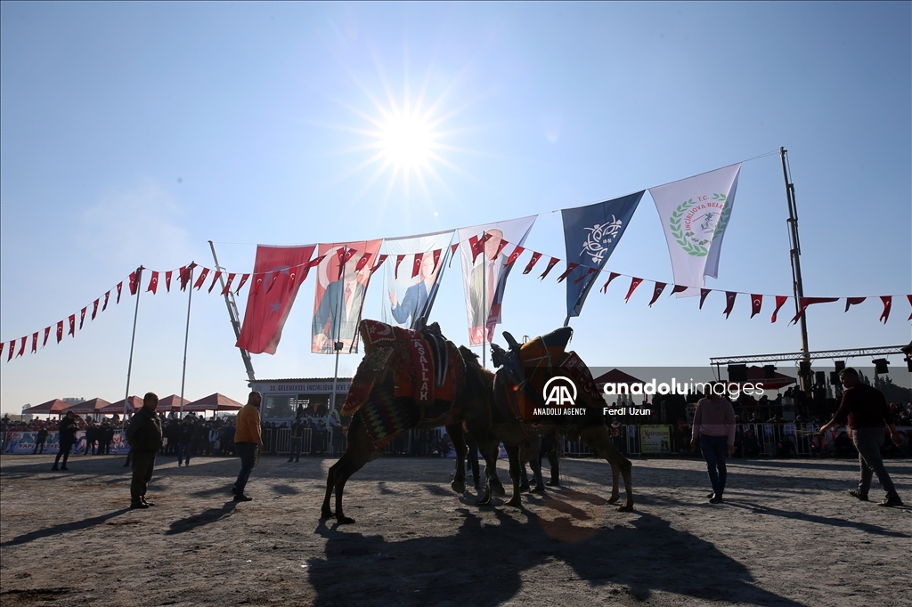 Festival Gulat Unta di Aydin