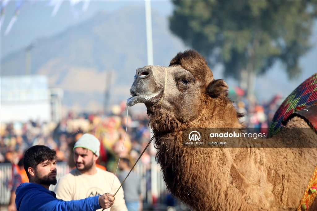 Festival Gulat Unta di Aydin