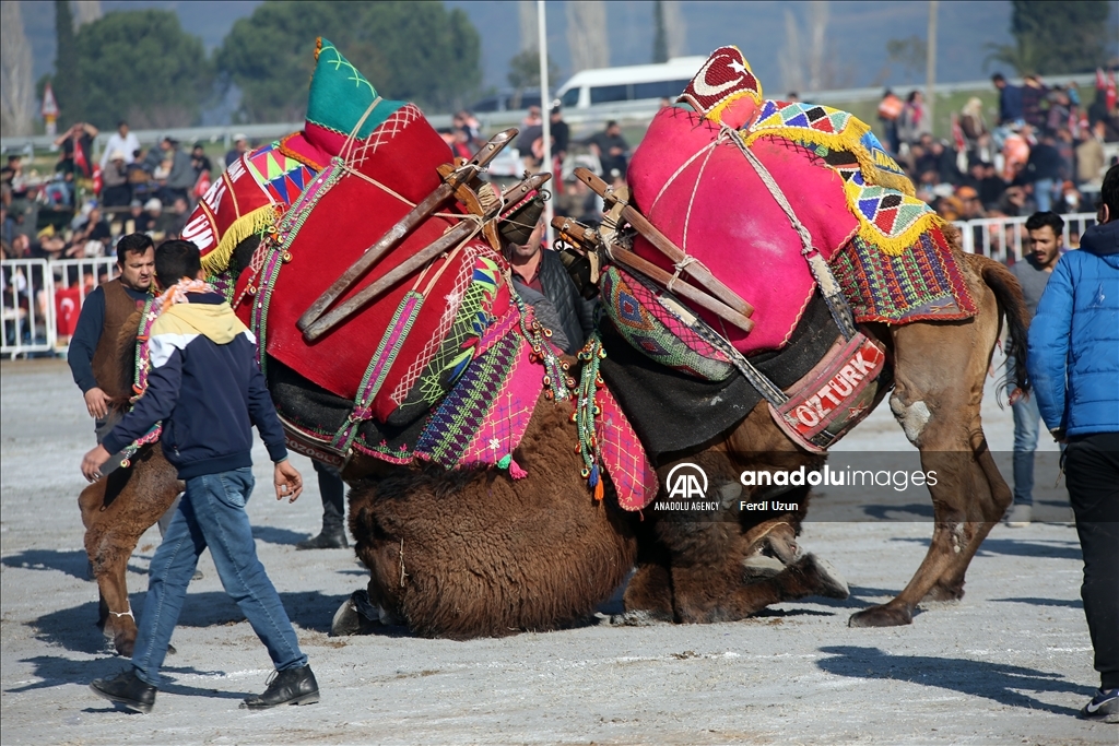 Festival Gulat Unta di Aydin