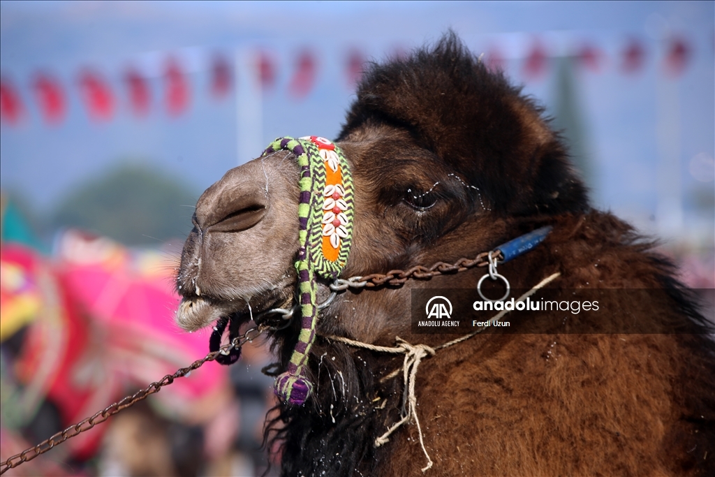 Festival Gulat Unta di Aydin