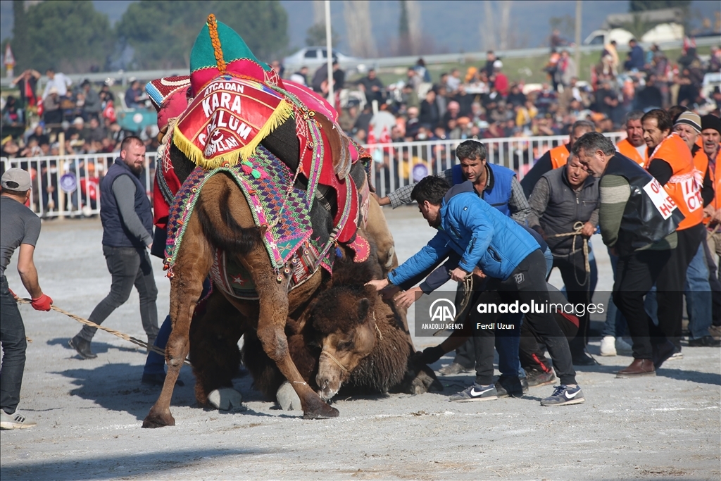 Festival Gulat Unta di Aydin