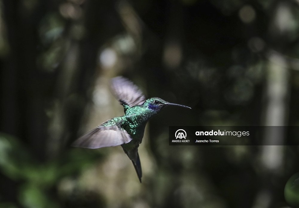 El Sendero Ecológico Paramuno, la casa de cientos de colibríes en Bogotá