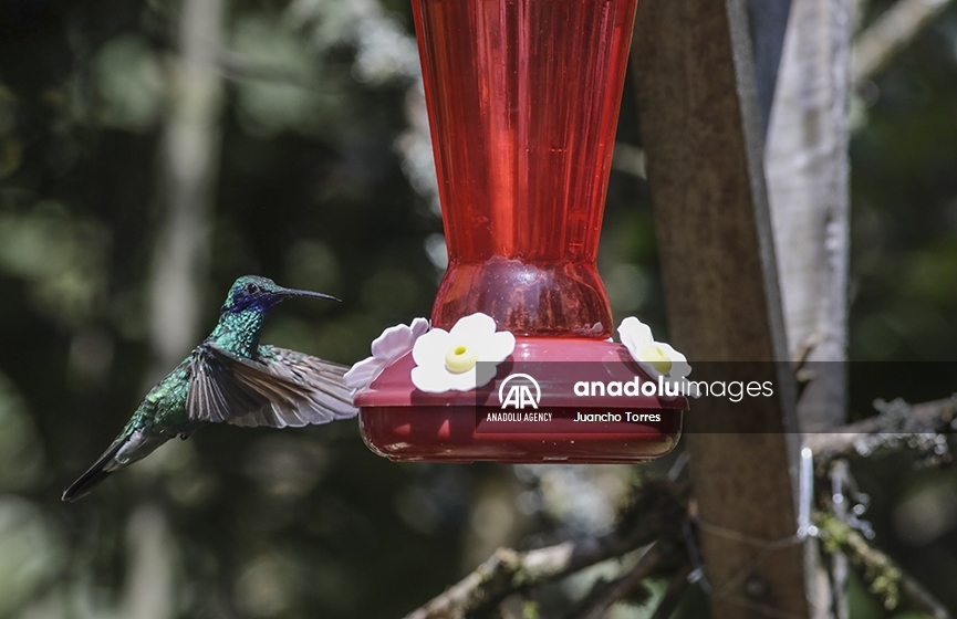 El Sendero Ecológico Paramuno, la casa de cientos de colibríes en Bogotá