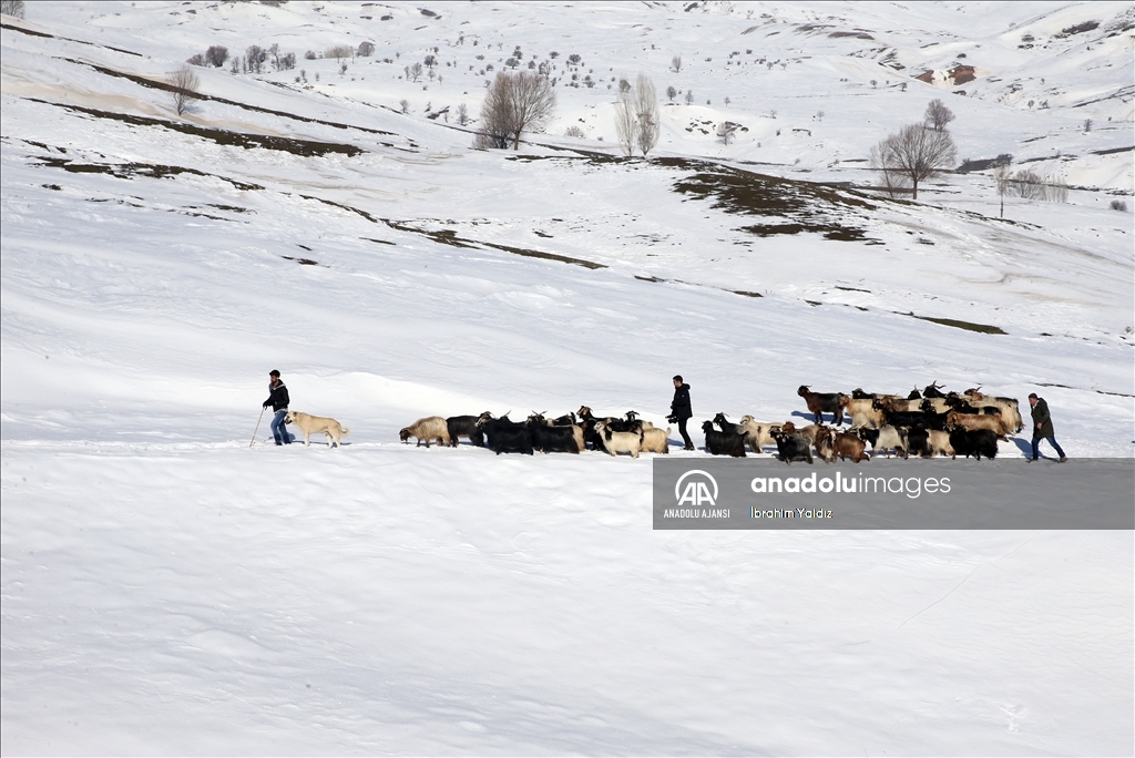 Muş'ta besiciler, yayladaki sürülerini karlı dağları aşarak köye ulaştırdı