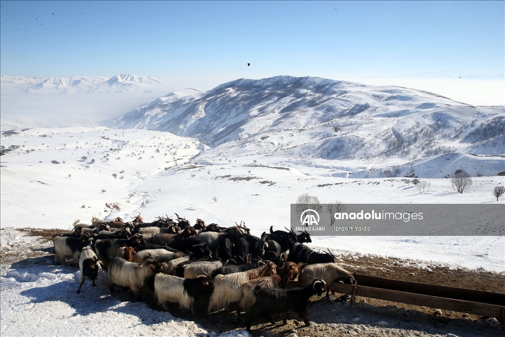Muş'ta besiciler, yayladaki sürülerini karlı dağları aşarak köye ulaştırdı