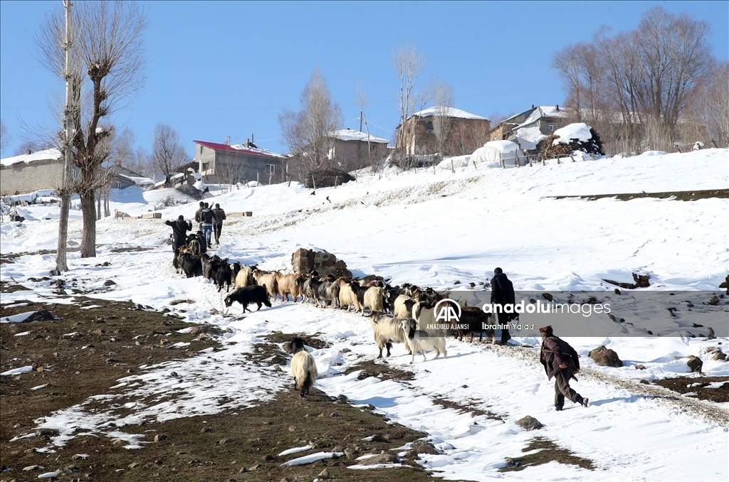 Muş'ta besiciler, yayladaki sürülerini karlı dağları aşarak köye ulaştırdı