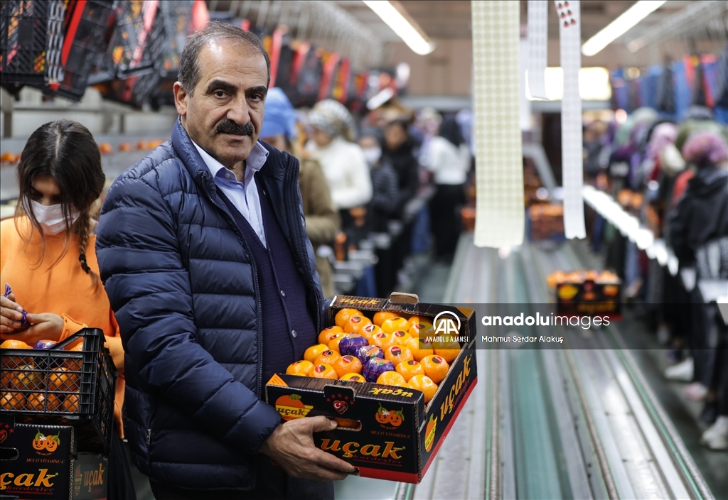 Türkiye'den 72 ülkeye mandalina ihracatı