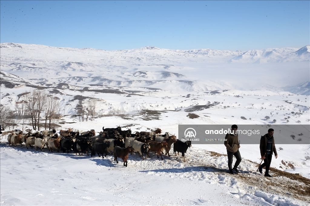 Muş'ta besiciler, yayladaki sürülerini karlı dağları aşarak köye ulaştırdı