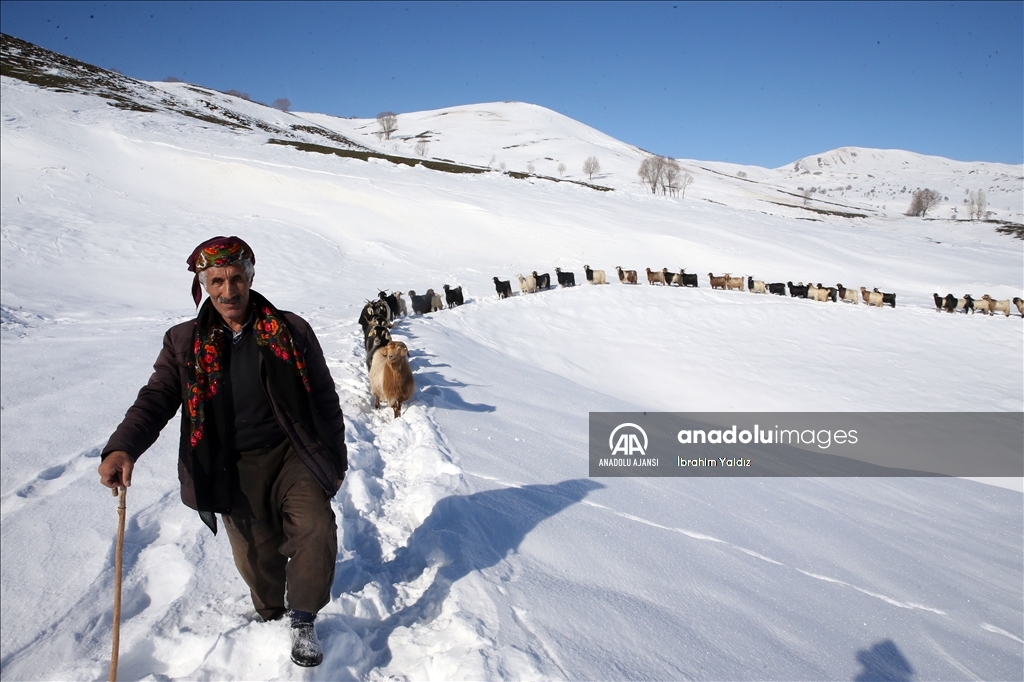 Muş'ta besiciler, yayladaki sürülerini karlı dağları aşarak köye ulaştırdı