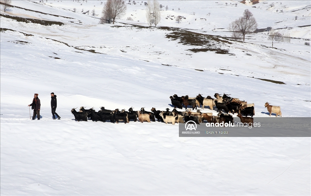 Muş'ta besiciler, yayladaki sürülerini karlı dağları aşarak köye ulaştırdı