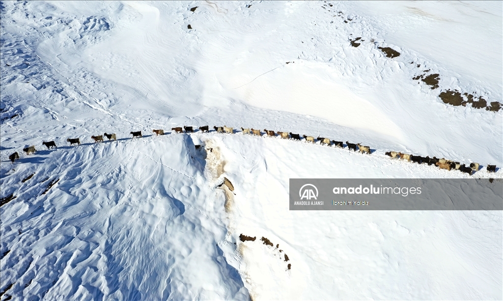 Muş'ta besiciler, yayladaki sürülerini karlı dağları aşarak köye ulaştırdı
