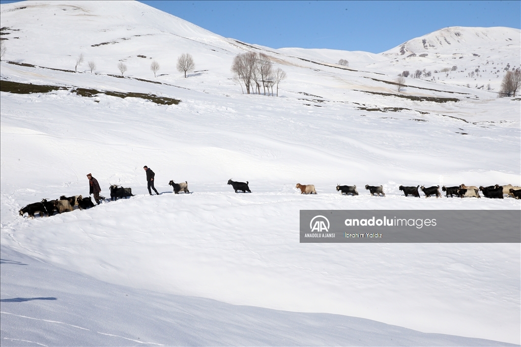 Muş'ta besiciler, yayladaki sürülerini karlı dağları aşarak köye ulaştırdı