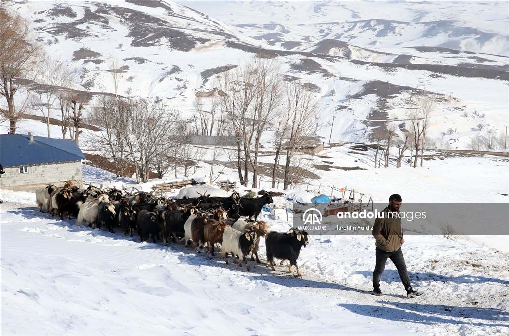 Muş'ta besiciler, yayladaki sürülerini karlı dağları aşarak köye ulaştırdı
