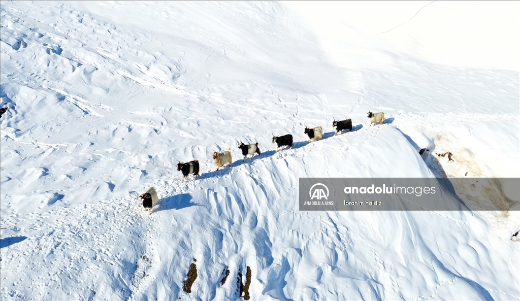 Muş'ta besiciler, yayladaki sürülerini karlı dağları aşarak köye ulaştırdı