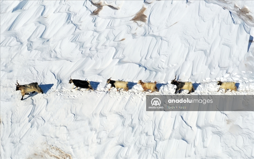 Muş'ta besiciler, yayladaki sürülerini karlı dağları aşarak köye ulaştırdı