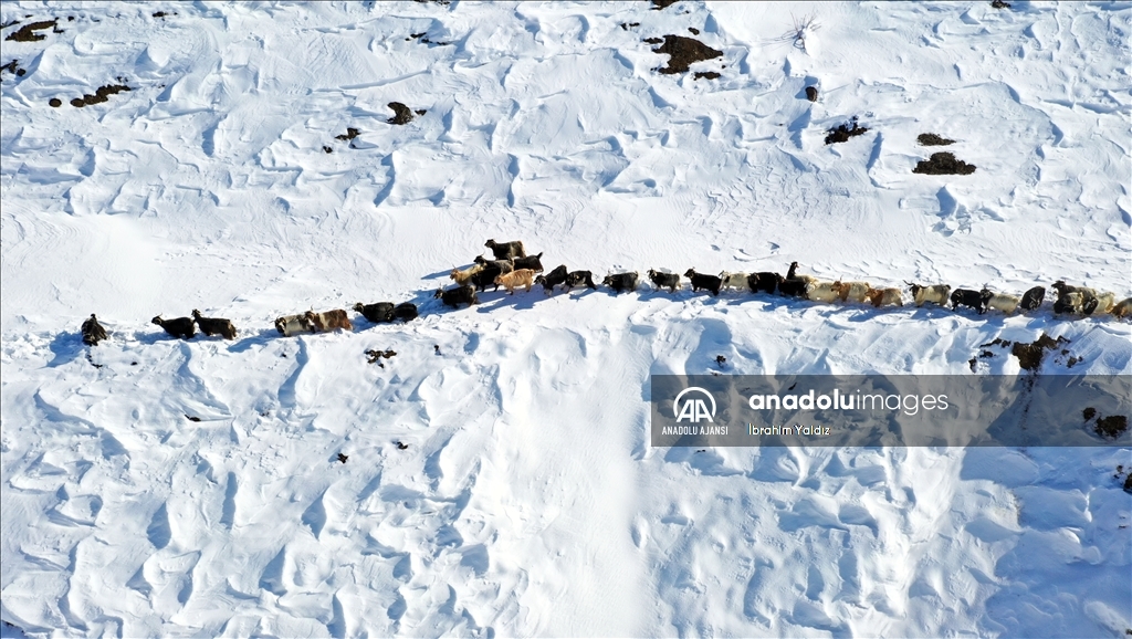 Muş'ta besiciler, yayladaki sürülerini karlı dağları aşarak köye ulaştırdı