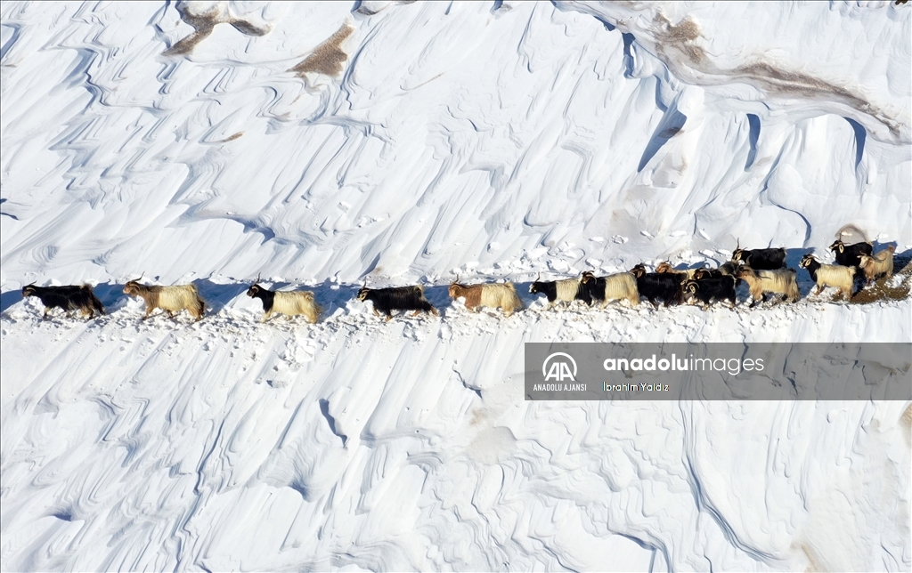 Muş'ta besiciler, yayladaki sürülerini karlı dağları aşarak köye ulaştırdı