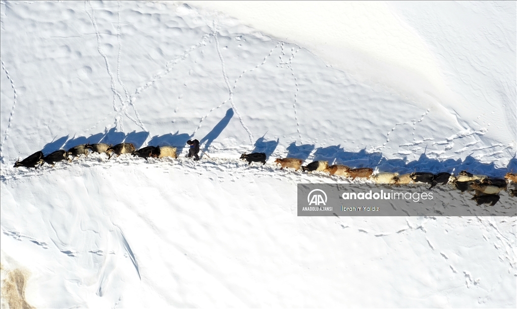 Muş'ta besiciler, yayladaki sürülerini karlı dağları aşarak köye ulaştırdı