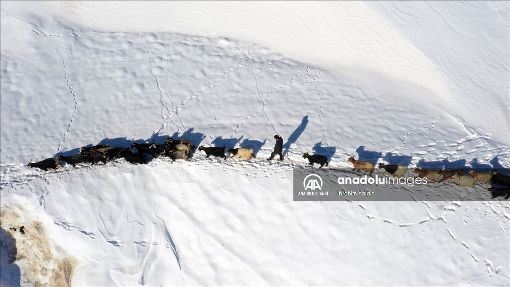 Muş'ta besiciler, yayladaki sürülerini karlı dağları aşarak köye ulaştırdı