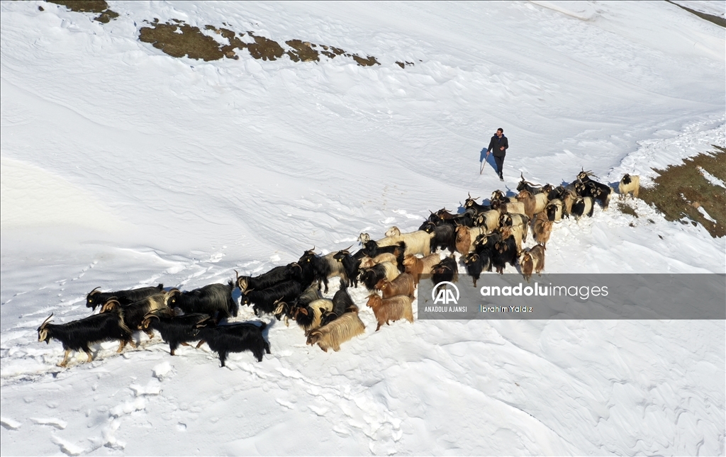 Muş'ta besiciler, yayladaki sürülerini karlı dağları aşarak köye ulaştırdı