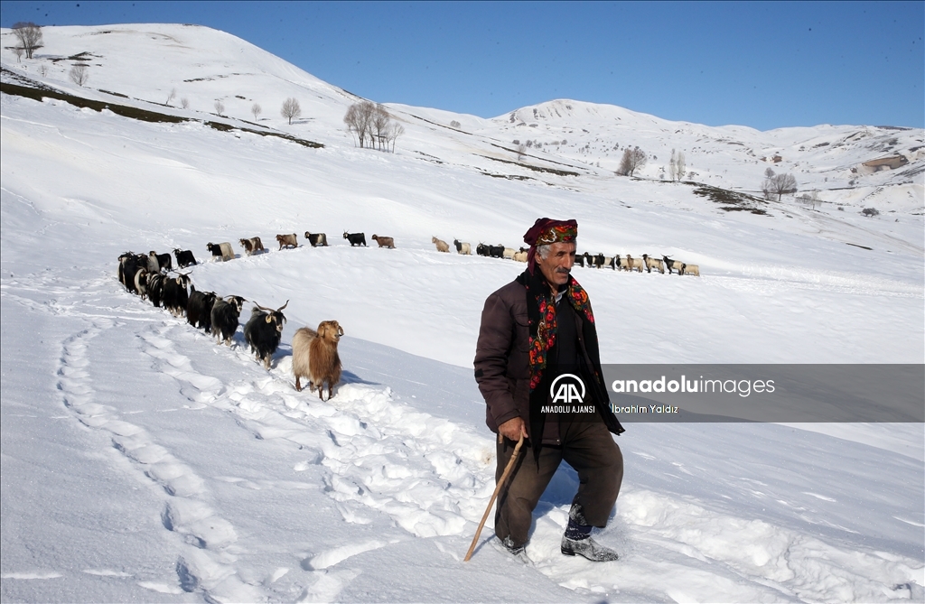 Muş'ta besiciler, yayladaki sürülerini karlı dağları aşarak köye ulaştırdı