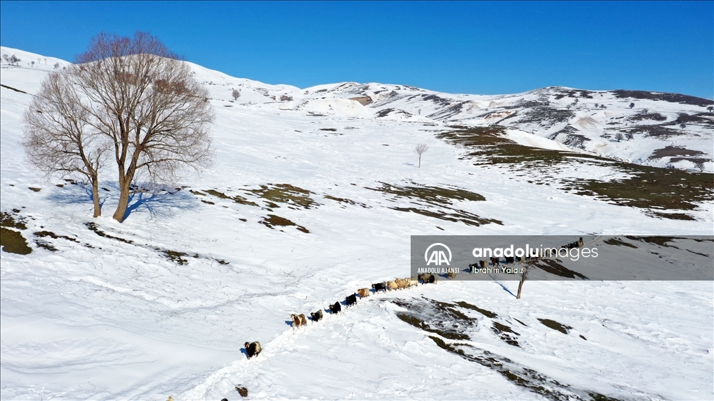 Muş'ta besiciler, yayladaki sürülerini karlı dağları aşarak köye ulaştırdı