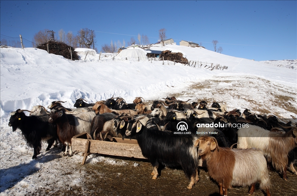 Muş'ta besiciler, yayladaki sürülerini karlı dağları aşarak köye ulaştırdı