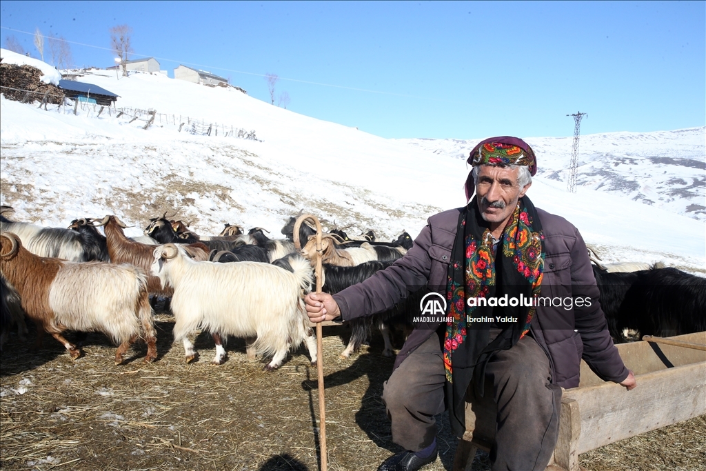 Muş'ta besiciler, yayladaki sürülerini karlı dağları aşarak köye ulaştırdı