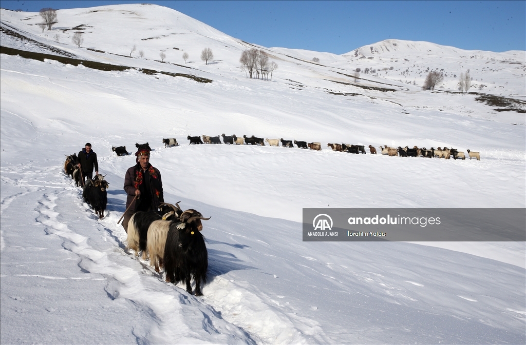 Muş'ta besiciler, yayladaki sürülerini karlı dağları aşarak köye ulaştırdı