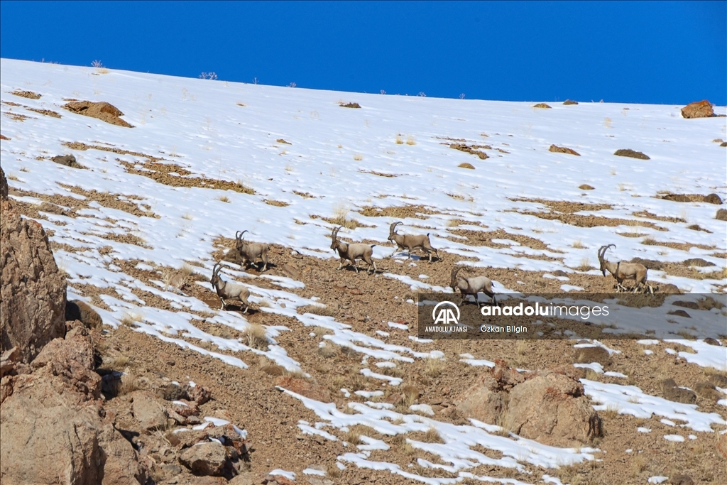 Sürüler halinde görüntülenen yaban keçileri Pagan Dağı'nı canlandırdı