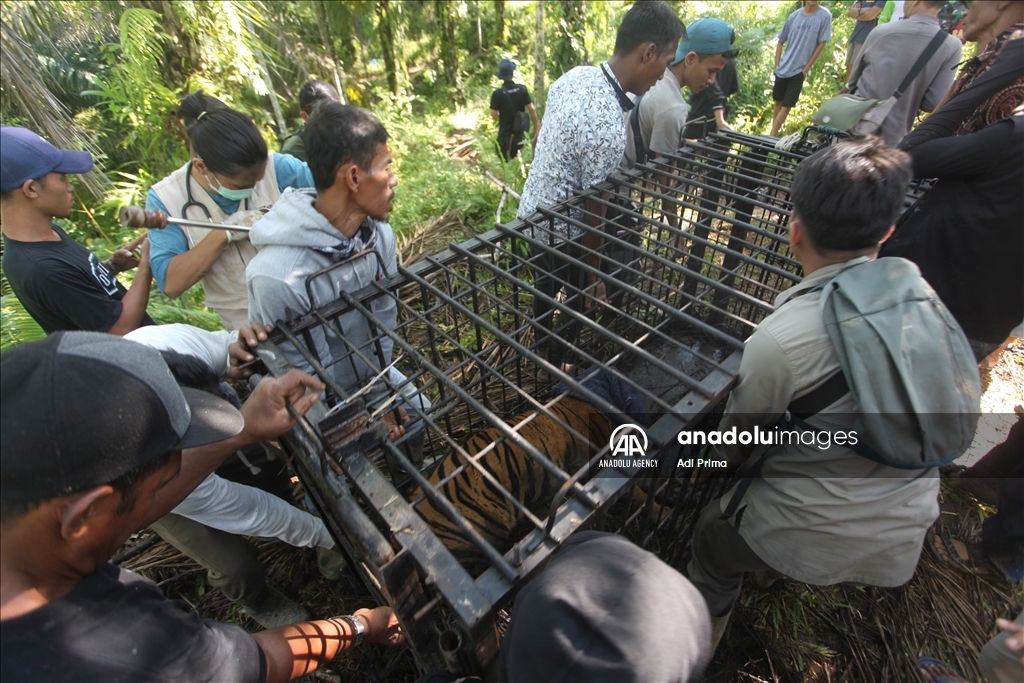 Petugas evakuasi harimau untuk hindari konflik dengan manusia 