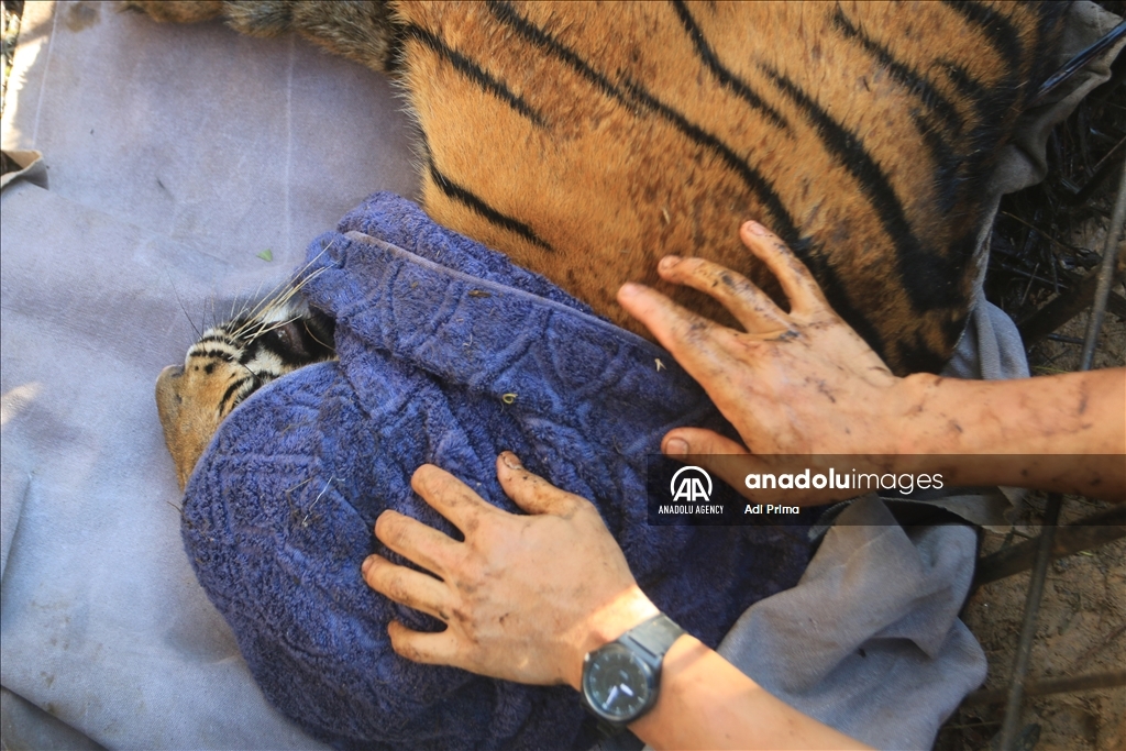 Petugas evakuasi harimau untuk hindari konflik dengan manusia 