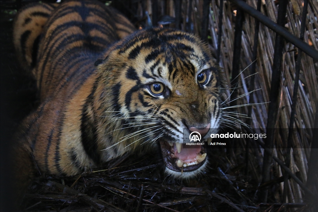 Petugas evakuasi harimau untuk hindari konflik dengan manusia 