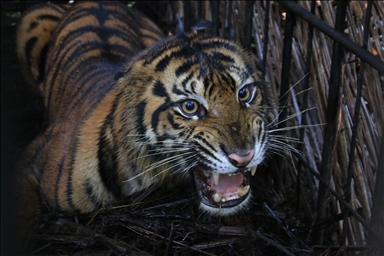 Petugas evakuasi harimau Sumatera demi hindari konflik dengan manusia