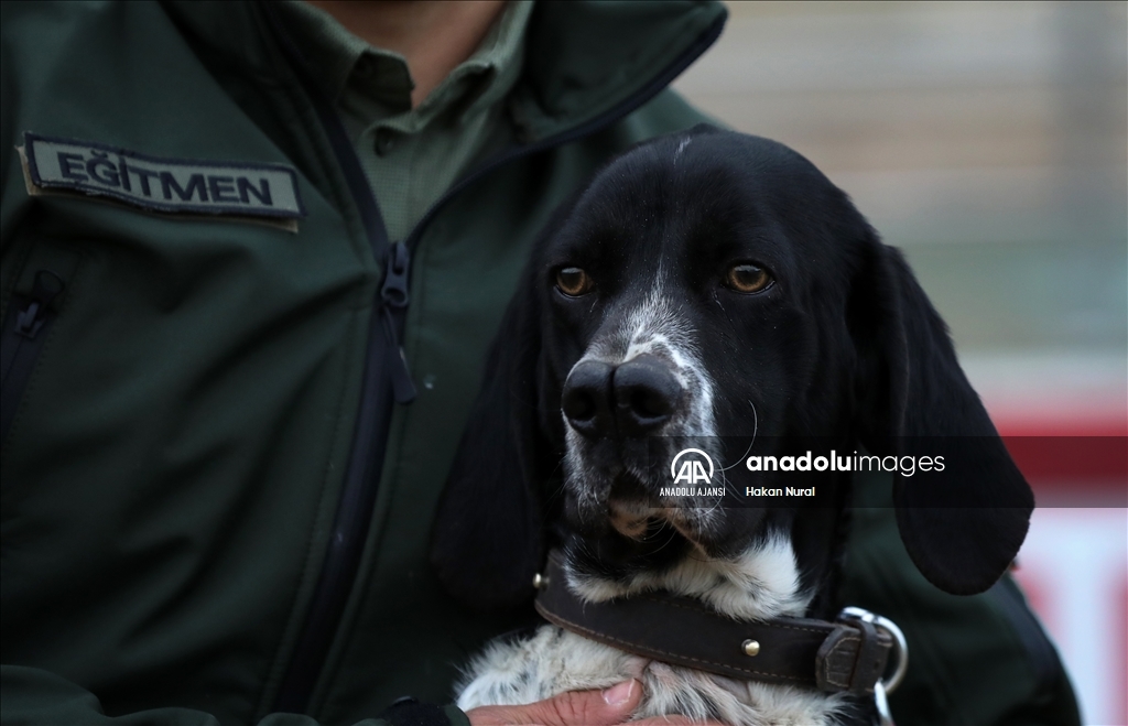 Yerli ırk av köpekleri ilk defa "dedektör köpek" olarak kullanılacak