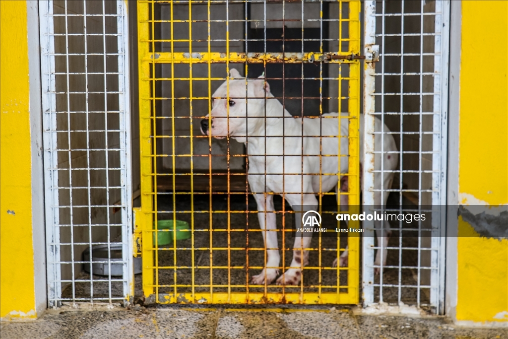 Van'da sokağa bırakılan tehlikeli ırk 31 köpek koruma altına alındı