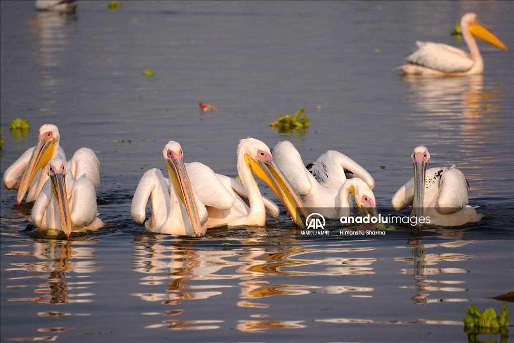Hindistan'da gölde balık tutan Büyük Beyaz Pelikanlar​​​​​​​