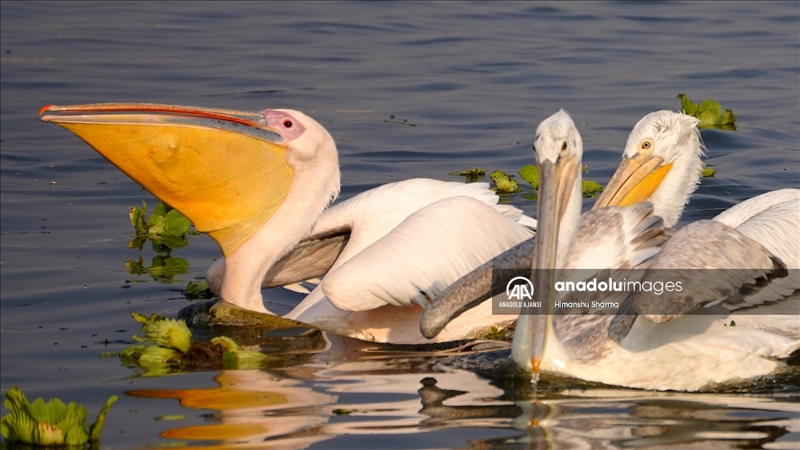 Hindistan'da gölde balık tutan Büyük Beyaz Pelikanlar​​​​​​​