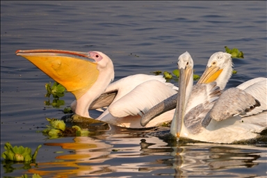 Hindistan'da gölde balık tutan Büyük Beyaz Pelikanlar​​​​​​​  